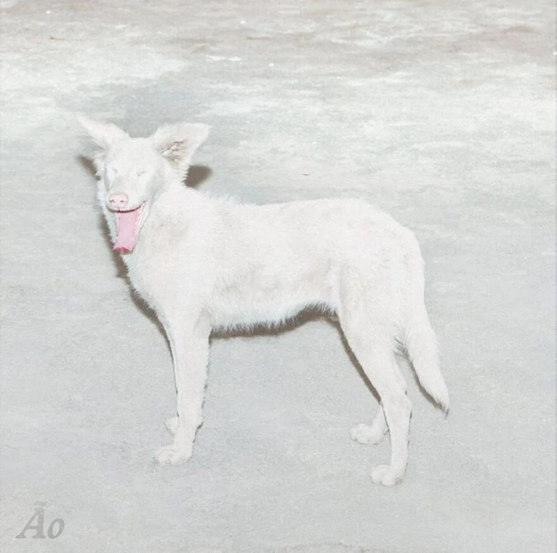 Ao - Malandra (12")